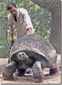 Adwaita tortoise-Interesting Facts About India