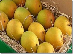 Ratnagiri Alphonso - Geographical Indicators of India