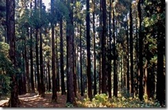 Dow Hill, Kurseong - Most Haunted Places in India