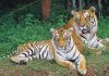 Top 10 Best Wildlife Sanctuaries in India