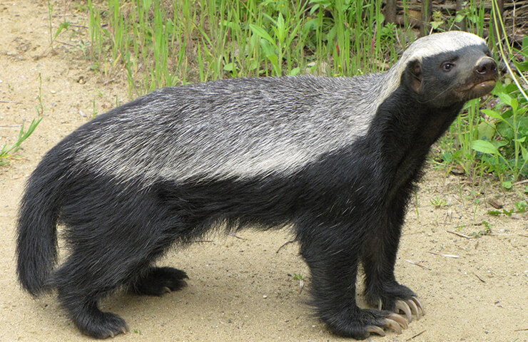 honey-badger