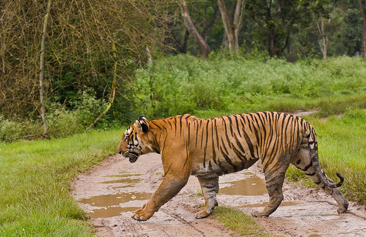 bandipur-forest