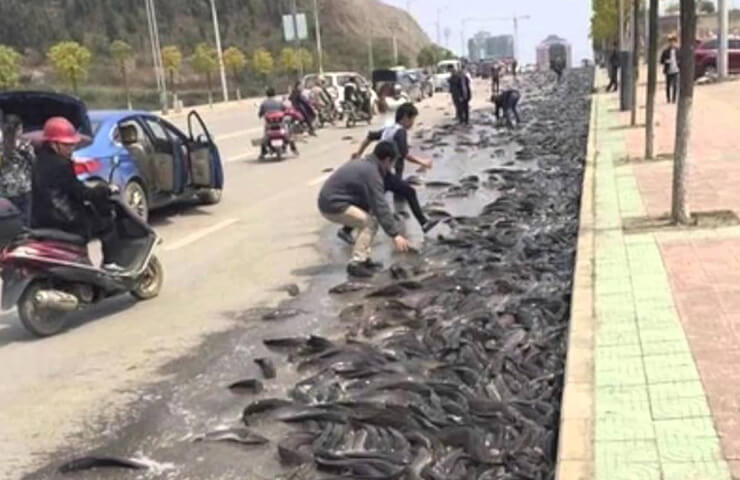 fish-rain-in-jamnagar