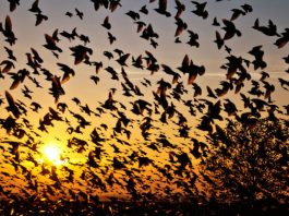 Top 10 Rare Indian Natural Phenomenon