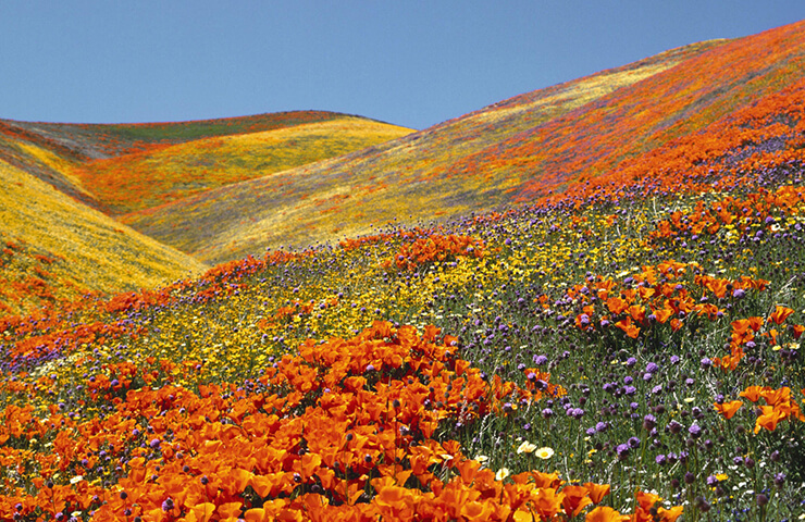 valley-of-flowers
