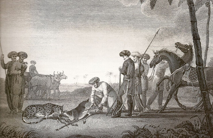 tamed and trained cheetahs